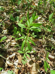 Galium maximowiczii