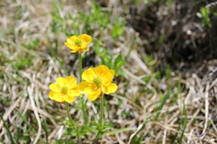 Ranunculus lasiocarpus