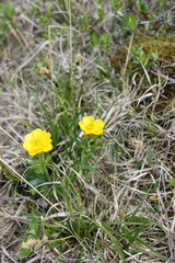 Ranunculus lasiocarpus