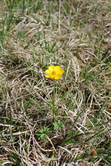Ranunculus lasiocarpus