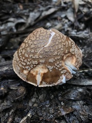 Amanita brunneolocularis