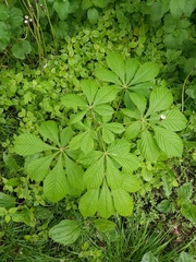 Aesculus hippocastanum