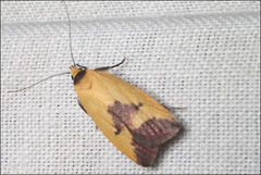Ageletha hemiteles