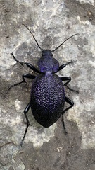 Carabus scabrosus tauricus