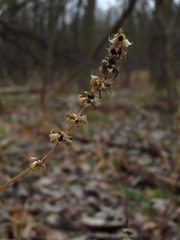 Stachys tenuifolia