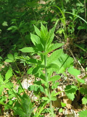 Veronicastrum sibiricum