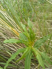 Chamaenerion angustifolium