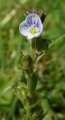 Veronica serpyllifolia