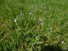 Veronica serpyllifolia