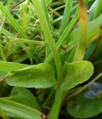 Veronica serpyllifolia