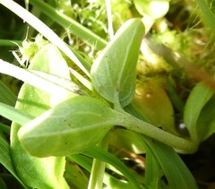 Veronica serpyllifolia