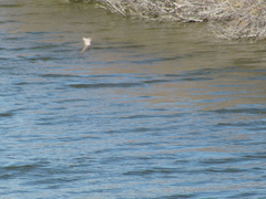 Ptyonoprogne rupestris