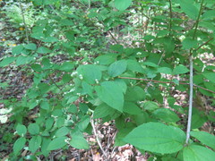 Philadelphus tenuifolius