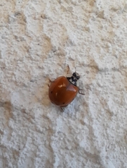 Harmonia axyridis