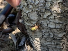 Xylotrechus insignis