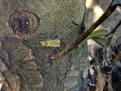 Xylotrechus insignis