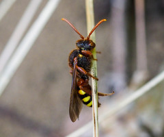 Nomada lathburiana