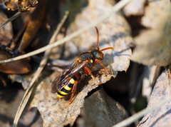 Nomada lathburiana