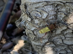 Xylotrechus insignis