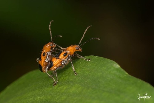 Neolema dorsalis (Olivier, 1791)