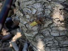 Xylotrechus insignis