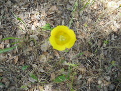 Calochortus luteus
