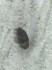 Litargus balteatus