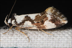 Machetis aphrobola