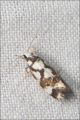Machetis aphrobola
