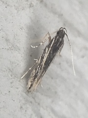 Eralea albalineella
