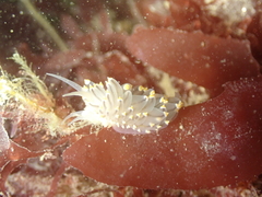 Eubranchus tricolor