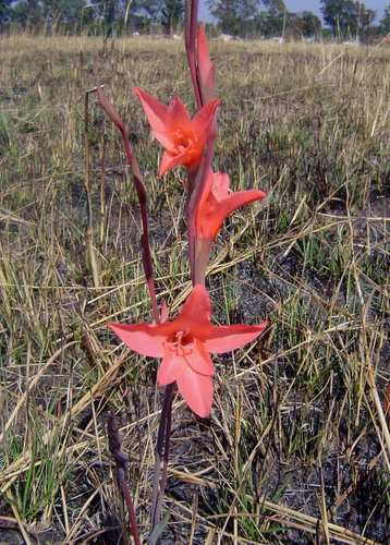Gladiolus melleri