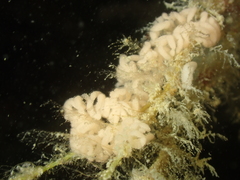 Eubranchus tricolor