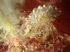 Eubranchus tricolor