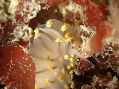 Eubranchus tricolor