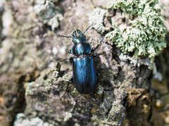 Platycerus caprea