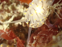 Eubranchus tricolor