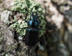 Platycerus caprea