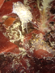 Eubranchus tricolor