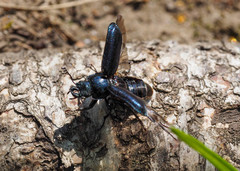 Platycerus caprea