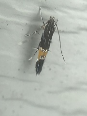 Cosmopterix pulchrimella