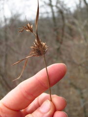 Cyperus lupulinus