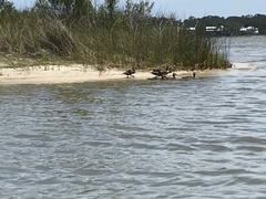 Anas fulvigula maculosa