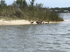 Anas fulvigula maculosa