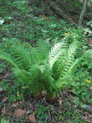 Dryopteris crassirhizoma