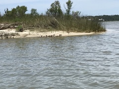 Anas fulvigula maculosa