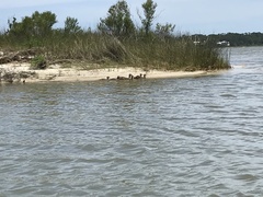 Anas fulvigula maculosa