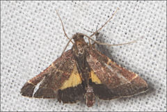 Persicoptera aglaopa