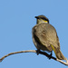 Gavicalis Honeyeaters - Photo (c) Ry Beaver, some rights reserved (CC BY-NC), uploaded by Ry Beaver