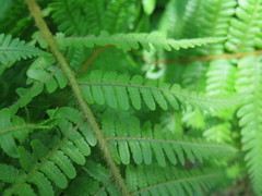 Dryopteris crassirhizoma